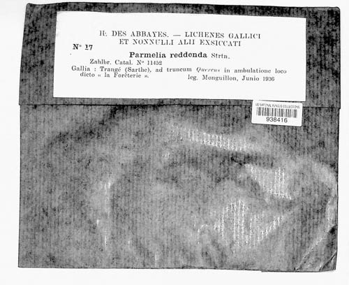 Punctelia reddenda image